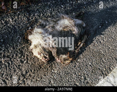 Un Opossum Scowls nella morte sul bordo della strada Foto Stock
