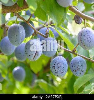 Pflaume (Prunus domestica "Italienische Zwetsche') Foto Stock