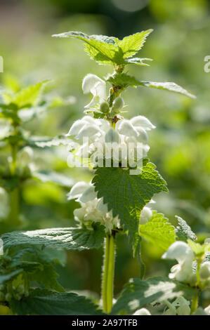 Lamium album,Weisse Taubnessel,Bianco Dead ortica Foto Stock