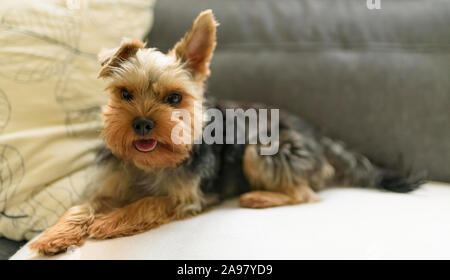 La Yorkshire Terrier sdraiato su un lettino, un divano. Piccolo Cane concetto Foto Stock