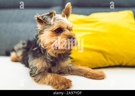 La Yorkshire Terrier sdraiato su un lettino, un divano. Piccolo Cane concetto Foto Stock