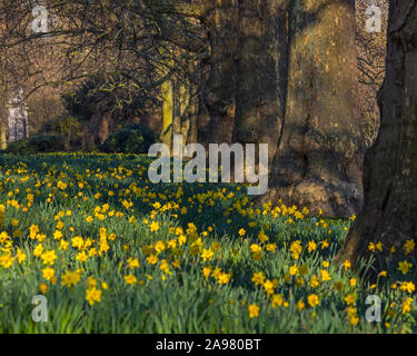 Un meraviglioso tappeto di narcisi nel bel St James Park di Londra, Regno Unito. Foto Stock