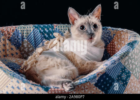 Thai cat dopo l'operazione di sterilizzazione si trova sul suo lato e guarda a sorpresa con occhi rotondi. Sfondo nero, gatto su un lettino di brillanti, oscurata Foto Stock