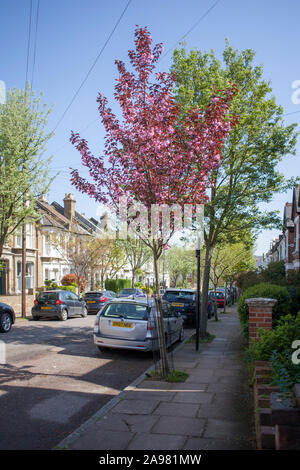 Cultivar di ciliegio, Prunus 'Royal Borgogna' street albero in fiore, London N19 Foto Stock