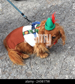 Capelli lunghi bassotto in costume Foto Stock