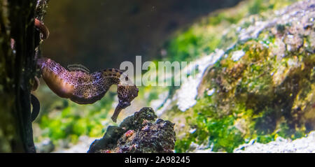 Primo piano di un nero brown spotted Sea Horse, popolare pet tropicale in acquacoltura Foto Stock