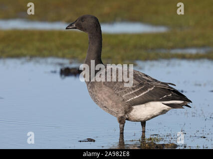 Brent oca / Brent / Branta bernicla in piedi a terra Foto Stock