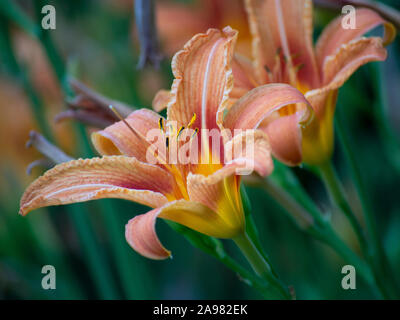 Giorno arancione-lily in Bloom, Hemerocallis fulva Foto Stock