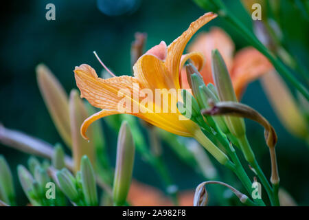 Giorno arancione-lily in Bloom, Hemerocallis fulva Foto Stock