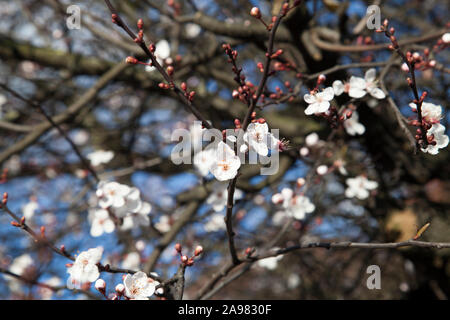 White blossom of an urban Myrobalan Cherry plum (Prunus cerasifera 'Pissardii') tree, London Foto Stock