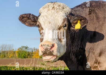 Testa di vacca il portrait all'aperto Foto Stock