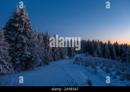 Fantastic evening landscape with dramatic winter scene with snowy trees. Carpathians, Romania, Transylvania Foto Stock