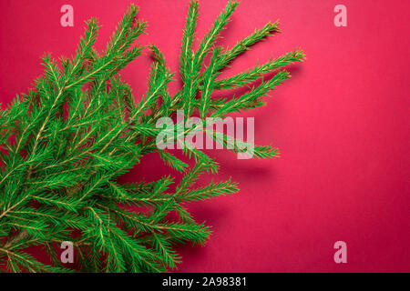 Vista superiore albero sempreverde rami su uno sfondo rosso Foto Stock