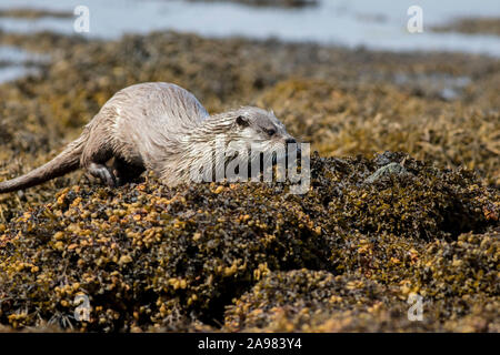 Lontre sulle isole Shetland, Scozia Foto Stock