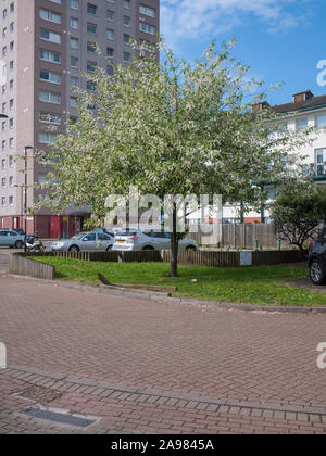 Fiore di Ciliegio di urban Bird Ciliegio (Prunus padus) tree, Evelyn station wagon, Deptford, London SE8 Foto Stock