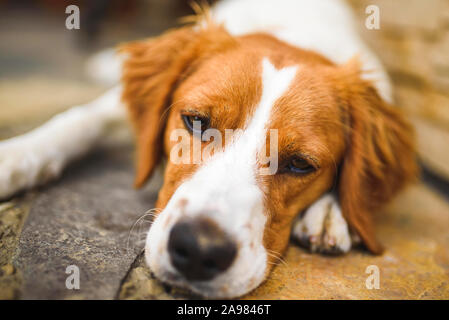 Epagneul Breton, Brittany Spanie closeup, appoggiato in ombra su cool rovinato marciapiede accanto a una casa. Foto Stock