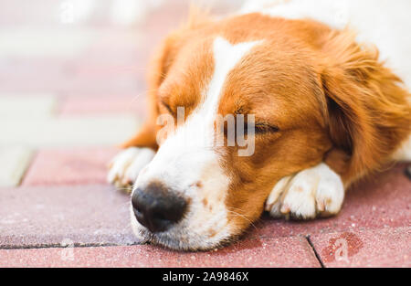 Epagneul Breton, Brittany Spanie closeup, appoggiato in ombra su cool rovinato marciapiede accanto a una casa. Foto Stock