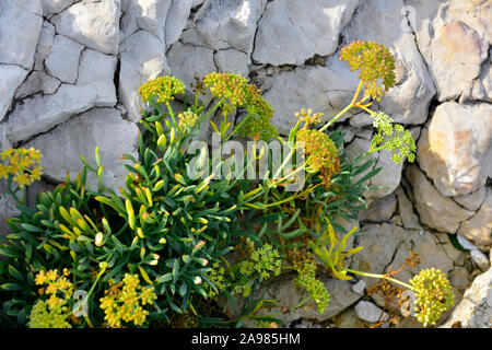 Samphire fioritura delle piante crescenti tra le rocce calcaree su foreshore del mare Adriatico, Croazia Foto Stock