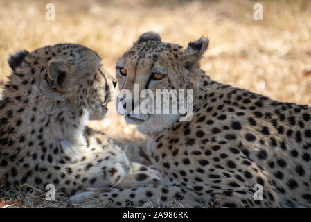 Ritratto di un giovane di ghepardo rilassante in erba della savana africana Foto Stock