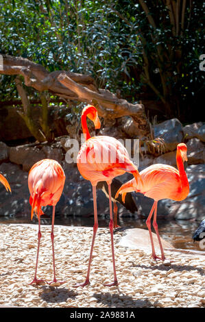 Colorati uccelli flamingo. Gran Canaria Isole Canarie Spagna Foto Stock