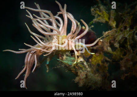 Nudibranch Phyllodesmium briareum. La foto è stata scattata in Lembeh, Indonesia Foto Stock