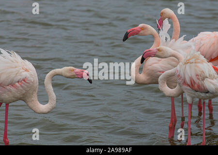 Grande bianco fenicotteri combattere su un lago di stagno in La Camargue Foto Stock