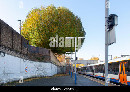 Dado ad alette del Caucaso (Pterocarya fraxinifolia) struttura urbana, Highbury e Islington overground stazione, London N1 Foto Stock