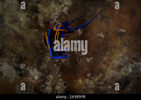 Coda forcuta Headshield Slug Chelidonura (Chelidonura hirundinina). Subacqueo fotografia macro da Lembeh strait, Indonesia Foto Stock