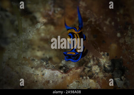 Coda forcuta Headshield Slug Chelidonura (Chelidonura hirundinina). Subacqueo fotografia macro da Lembeh strait, Indonesia Foto Stock