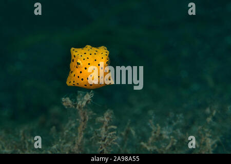 Giallo (boxfish Ostracion cubicus). Subacqueo fotografia macro da Lembeh strait, Indonesia Foto Stock