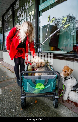 Donna petting cane Foto Stock