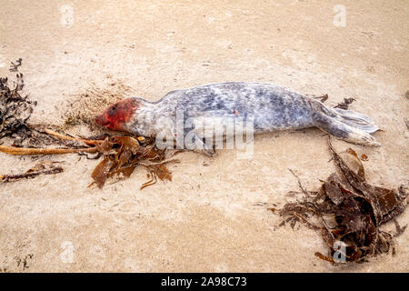 Guarnizione morto pup giacente sulla riva a Portnoo - County Donegal, Irlanda. Foto Stock