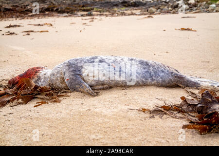 Guarnizione morto pup giacente sulla riva a Portnoo - County Donegal, Irlanda. Foto Stock