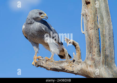 Falco grigio Foto Stock