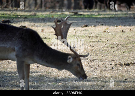 Cervi nel campo Foto Stock