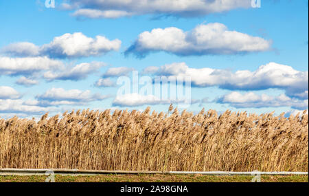 Erba selvatica con un incredibile cielo in background in Montauk, NY Foto Stock