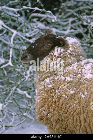 SUFFOLK CROCE PECORE. Pecora. Femmina con pile coperte di neve o cappotto lanoso. Stagione invernale clima sopravvivenza. Primo piano. Sfondo della copertura. Foto Stock