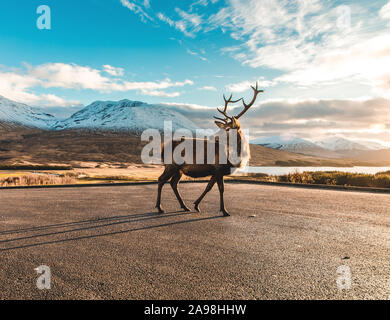 Monarca del Glen. Foto Stock