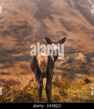 Wet Etive curiosità. Foto Stock