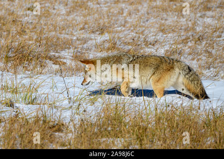 Coyote Prowl 1 Foto Stock