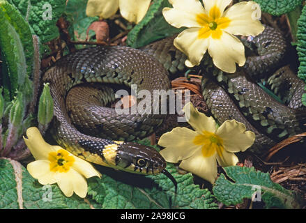 SERPENTE D'ERBA (Natrix natrix), riposante tra le primule (Primula vulgaris). Recentemente è emerso dall'ibernazione. Fine marzo, Norfolk, Inghilterra. A letto. Foto Stock