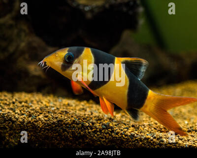 Pagliaccio grande loach nel pesce serbatoio (Chromobotia macracanthus) Foto Stock