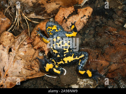 Ululone dal ventre giallo ( Bombina variegata). In una posizione difensiva, superficie ventrale più alto, con ventre giallo marcature rivelate. Ungheria Foto Stock