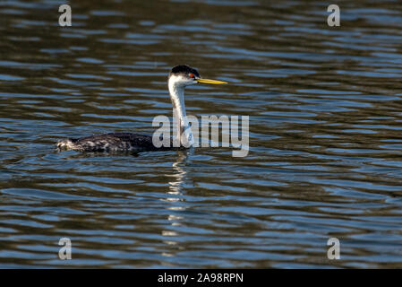 Western svasso anatra nuota sopra il suo riflesso nell'acqua di stagno mentre la pesca per il cibo al mattino. Foto Stock