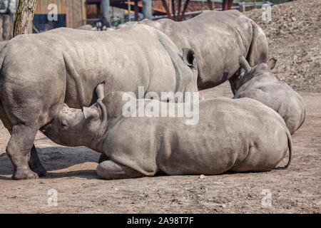 Famiglia Rhino e baby rinoceronte Foto Stock