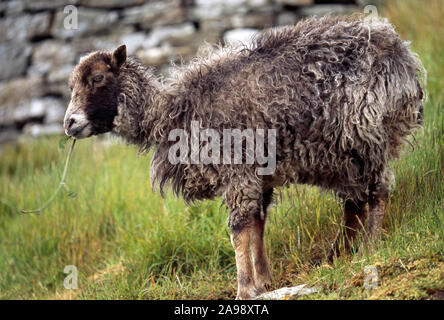 NORTH RONALDSAY PECORA alghe marine-eating addomesticati razza di pecore, Orcadi Scozia Scotland Foto Stock