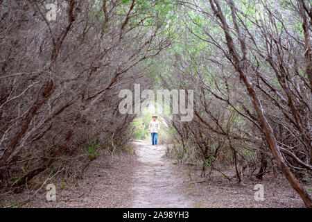 Un uomo a piedi attraverso un arco di alberi morti lungo una pista sterrata in una folta foresta Foto Stock