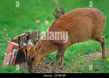 IL MUNTJAC DI REEVE 'in velluto' Muntiacus reevesi maschio attratto dal leccetto di cervo minerale. Corna in crescita, non corna ‘in velluto’. Contenuto minerale bisogno. Foto Stock