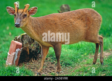 MUNTJAC DI REEVE 'in velluto' su gemme di corno. Muntiacus reevesi maschio attratto da un leccello di sale minerale di cervo. Introdotto, specie naturalizzata nel Regno Unito. Foto Stock