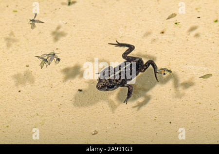 Natterjack rospo. Giovani Bufo (Epidalea) calamita "toadlet', recentemente metamorfosati, galleggiante sull'acqua. Ora con quattro gambe e giallo striscia dorsale Foto Stock